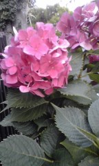 ワインレッドの紫陽花が今年も咲いてます！