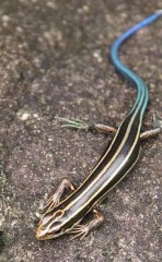 【お題日記】街中でこんな動物に遭遇した