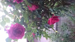 【お題日記】心霊スポットでHな経験ある？