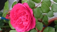 【お題日記】異性の泣き顔は好き？