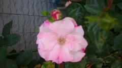 【お題日記】ときどき無性に食べたくなる食べ物