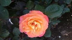 【お題日記】マンション派？戸建て派？