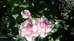 【お題日記】最近買ったお気に入りのもの♪