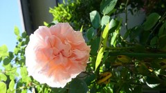 【お題日記】好きな季節は？