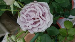 【お題日記】あなたの趣味は？