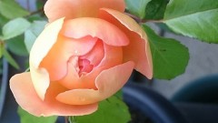 【お題日記】あなたのイキやすい体位は？