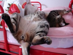 デジチャ開放デー