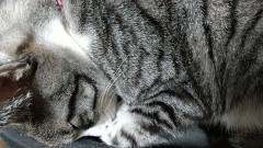 【お題日記】お酒のお供