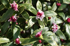 一雨ごとに・・・・