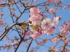 厳冬に桜満開