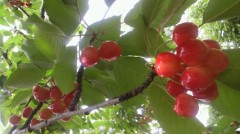 さくらんぼ狩り