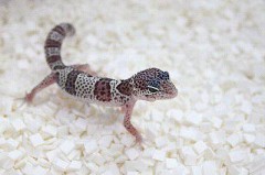 苦手な人もいるでしょうが…