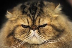 【お題日記】今働いている会社の満足度は何％？