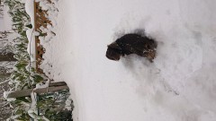 雪を食べてる？！