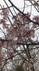 春。。。。なのか？