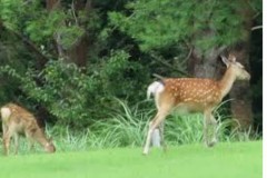 鹿とゴルフとオッパイ