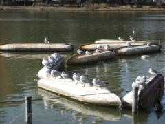 ユリカモメの日向ぼっこ・・・