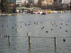 不忍池・・・春めいて・・・