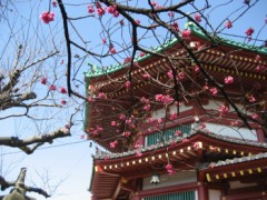 上野の寒緋桜