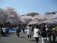 上野山の桜・・・