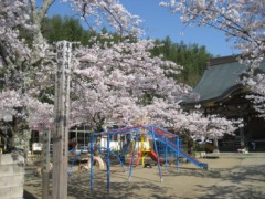 お寺の桜・・・1週間前