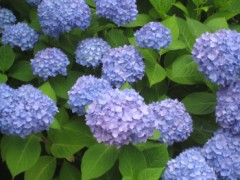 紫陽花の花・・・