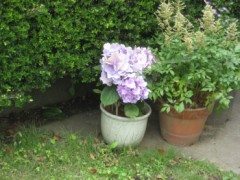 変わった紫陽花・・・