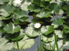 睡蓮