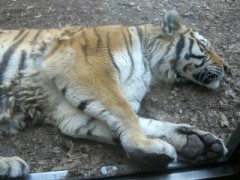 今夜は寝れるかな～？