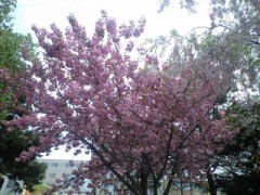 入院しちゃった