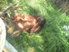 ハンバーグと動物園