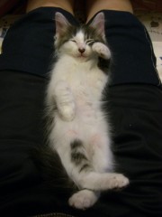 土曜日はヌコ！