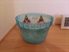 ヒヤシンス　12月11日