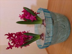 ヒヤシンス　2/5