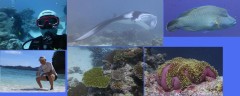 パラオダイビング写真を