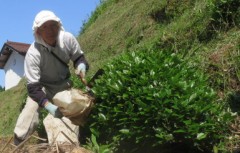 お茶摘みしたよ～♪