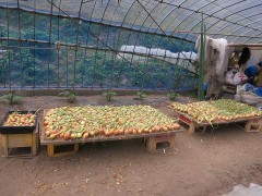 玉ねぎ収穫したよ～♪