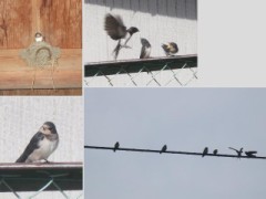 ツバメが巣立ったよ～♪