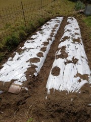 ジャガイモを植えました( ^)o(^ )