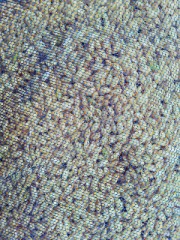 籾の芽だし終了！