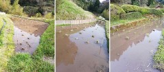 田んぼに　まこもを植えました( ^)o(^ )