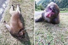 猿を駆除してもらいました！