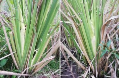 マコモダケが収穫できるように(^^♪