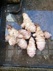 紫（フランス）菊芋ほり！