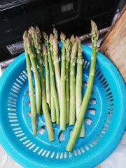 今年もアスパラが取れてます( ^)o(^ )