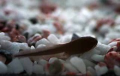 あの時のおたまじゃくし