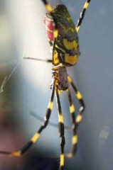 女郎蜘蛛は電気蝶々の夢を見るか