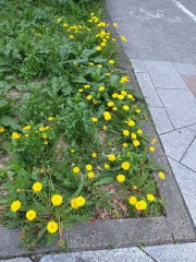 街中にタンポポ