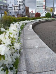 白いツツジ咲くベンチにて。