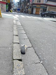 誰かさんの靴脱げてます。